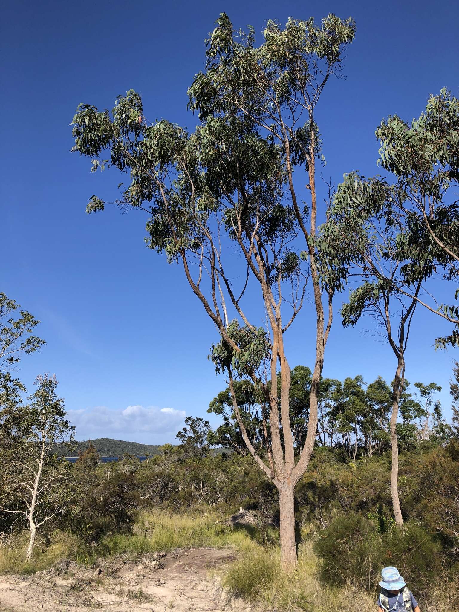 Слика од Eucalyptus planchoniana F. Müll.