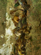 صورة Limnoperna Rochebrune 1882