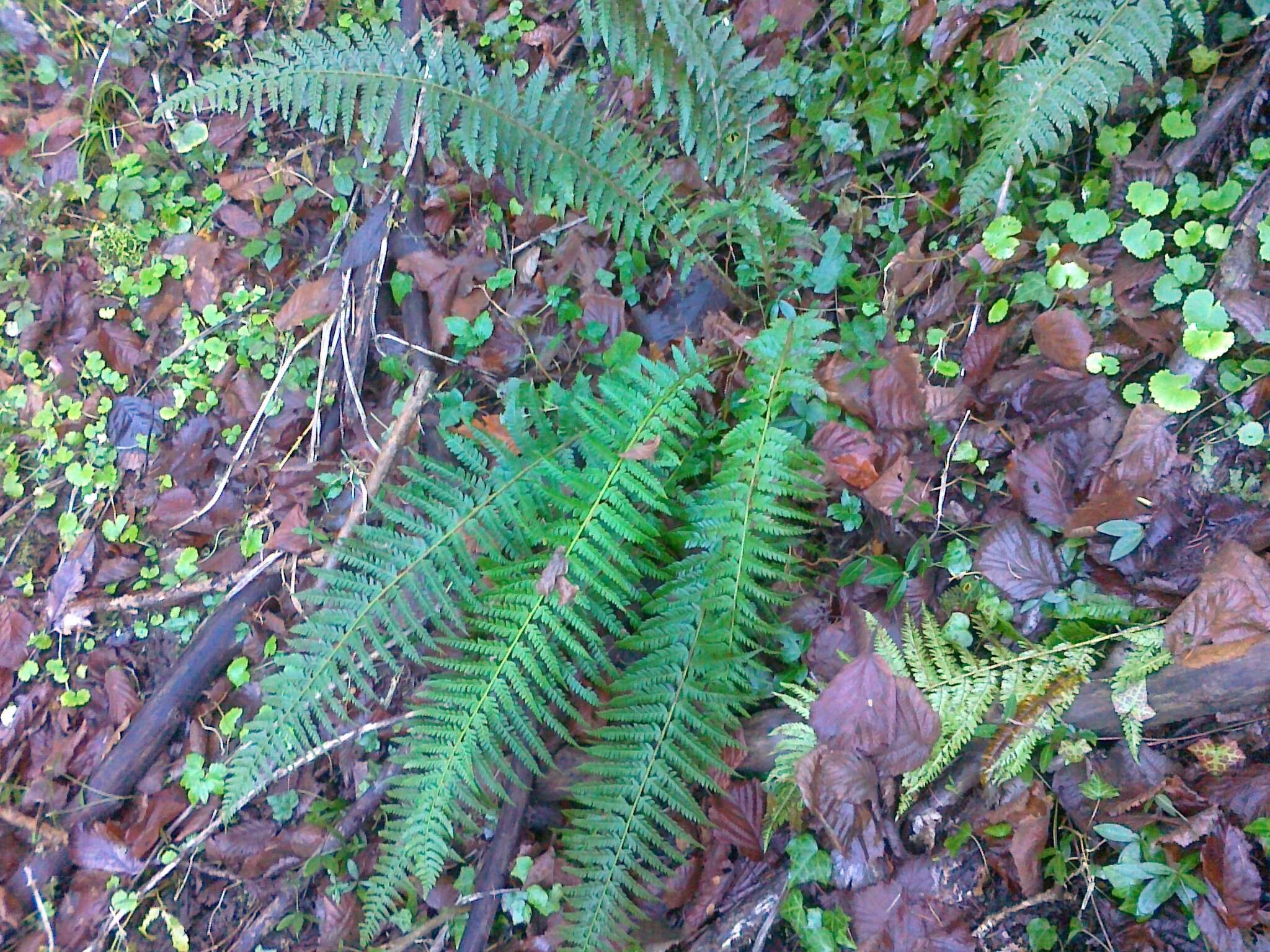 Imagem de Polystichum aculeatum (L.) Roth