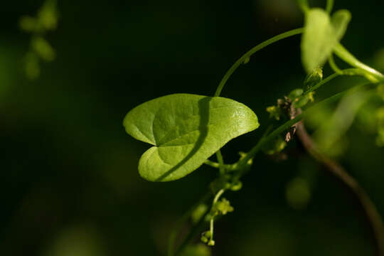 Image of Dioscorea humifusa Poepp.