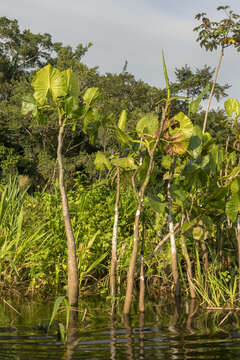 Montrichardia linifera (Arruda) Schott的圖片