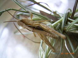 Image of Common Field Grasshopper