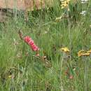 Plancia ëd Gladiolus densiflorus Baker