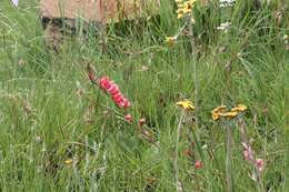 Image de Gladiolus densiflorus Baker