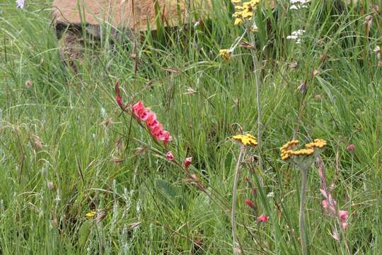 Plancia ëd Gladiolus densiflorus Baker