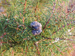 Image of Hakea sericea Schrad. & J. C. Wendl.