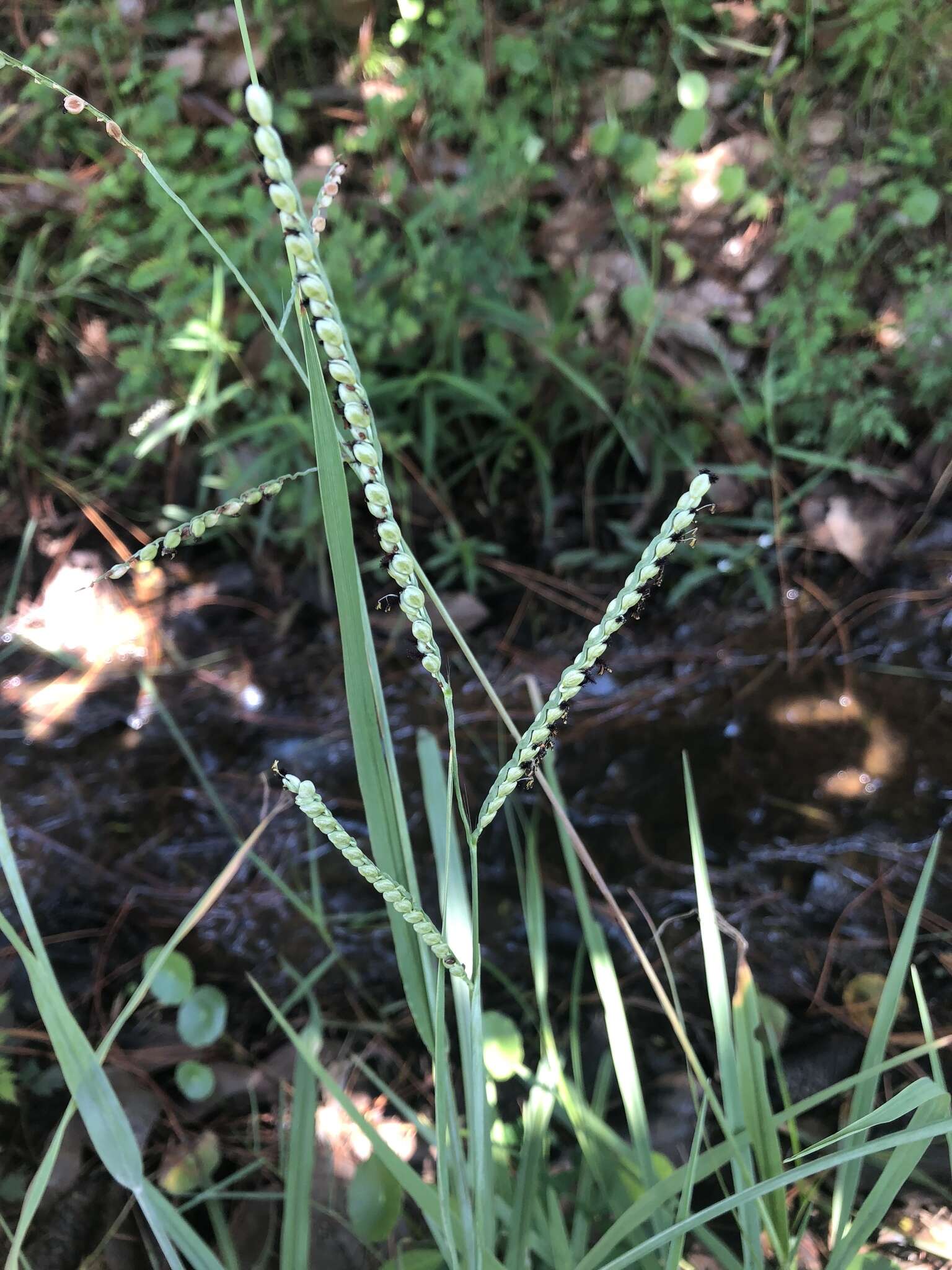 Paspalum floridanum Michx. resmi