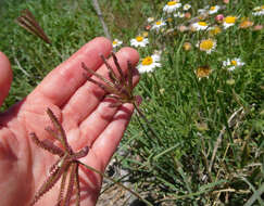 Image de Chloris cucullata Bisch.