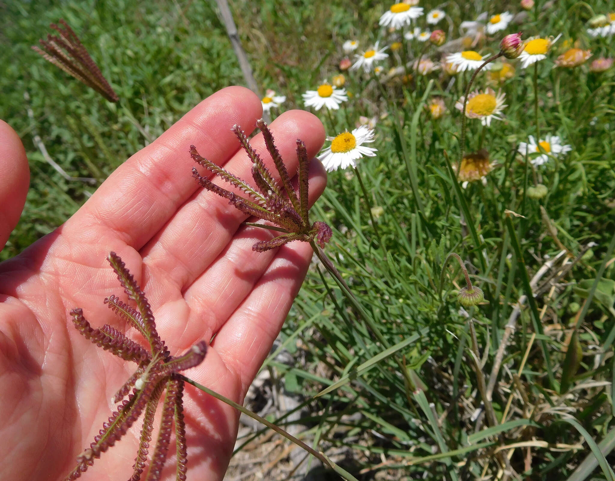 Image de Chloris cucullata Bisch.