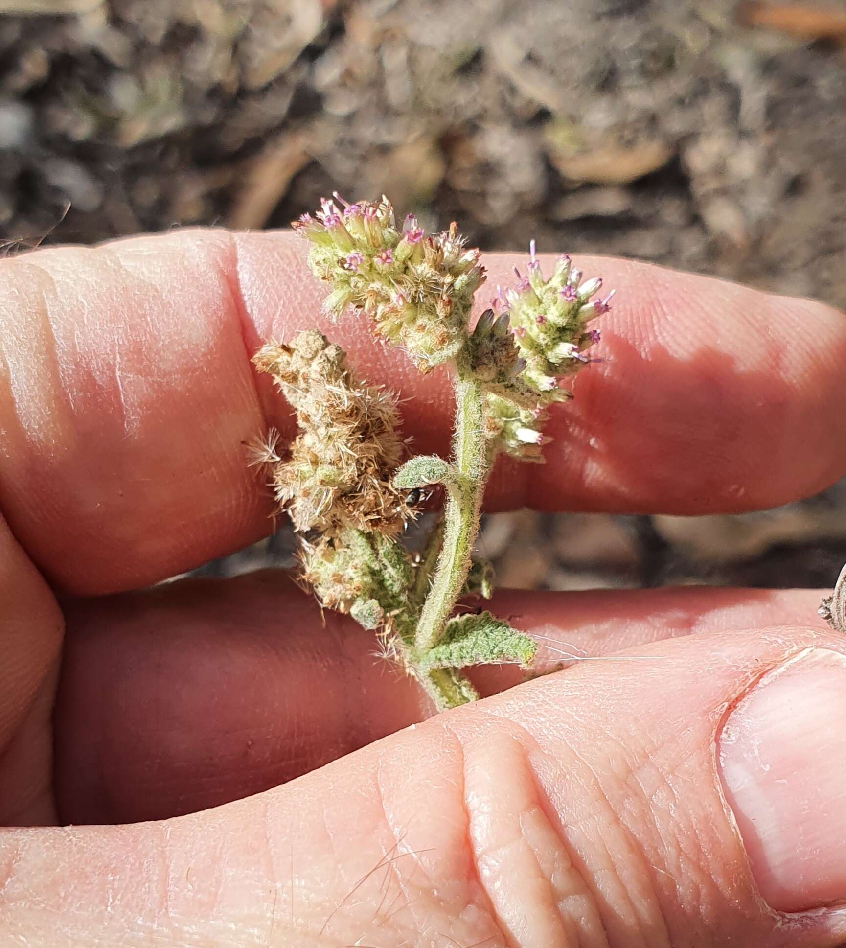 Plancia ëd Pterocaulon redolens