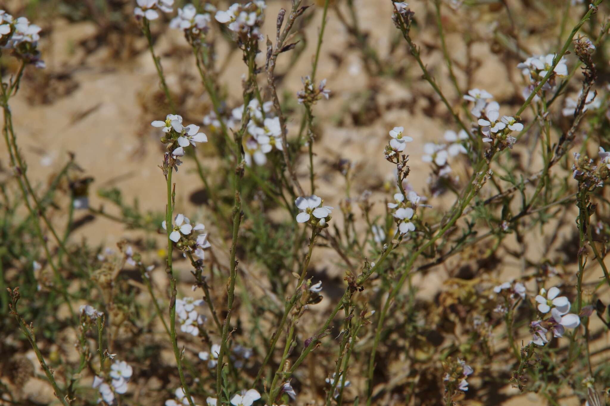 Image de Erucaria rostrata (Boiss.) A. W. Hill ex Greuter & Burdet