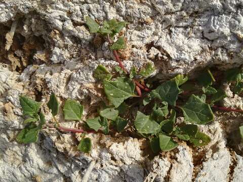 Image of Low Goosefoot