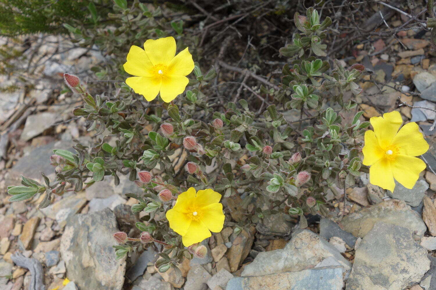 Image of Halimium lasianthum subsp. alyssoides (Lam.) Greuter