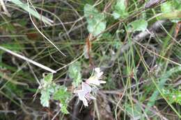 Image of geranium