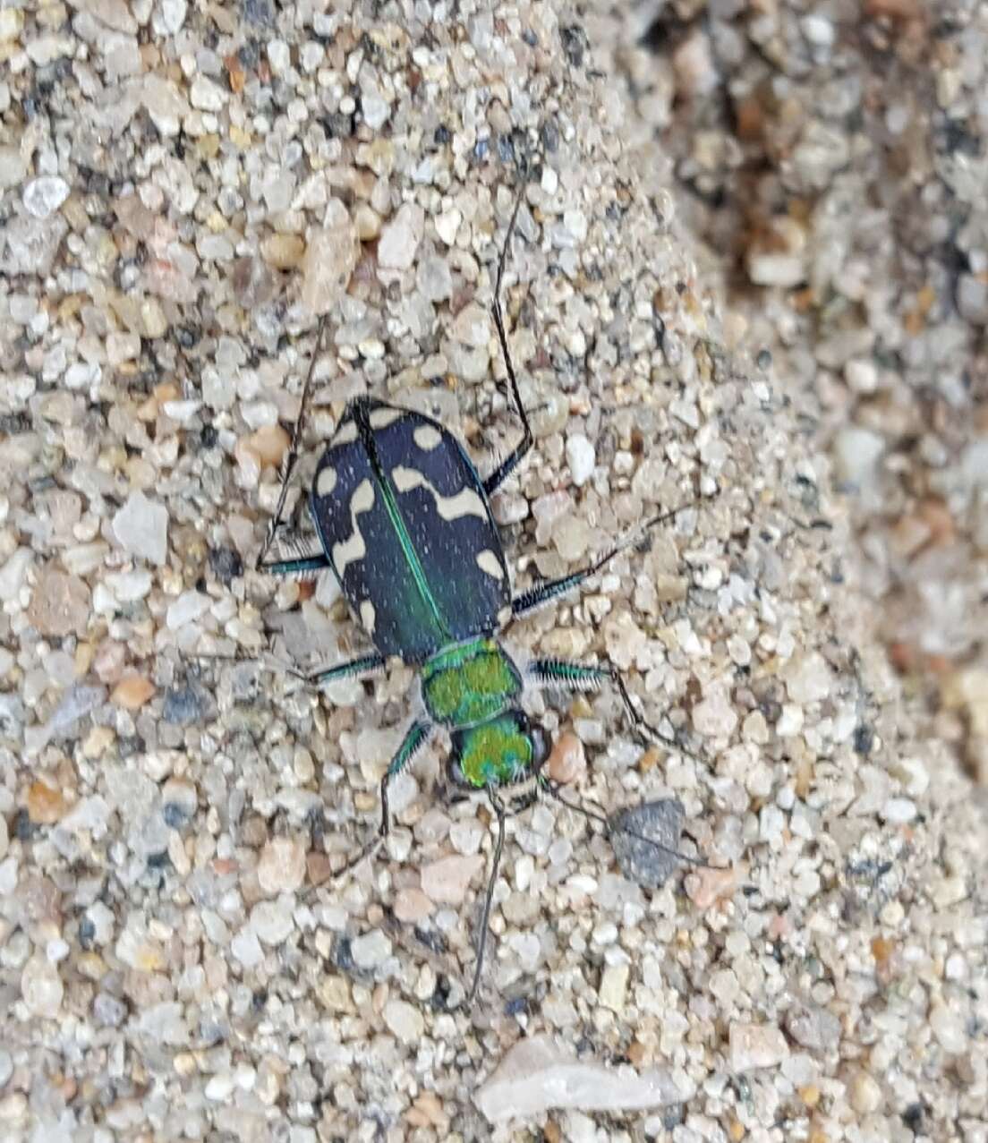 Plancia ëd Cicindela (Cicindela) oregona maricopa Leng 1902