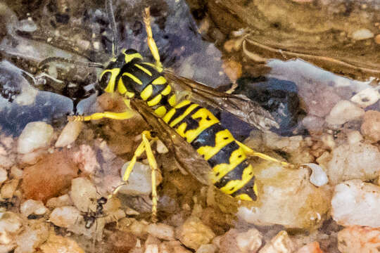 Image of Vespula sulphurea (de Saussure 1854)