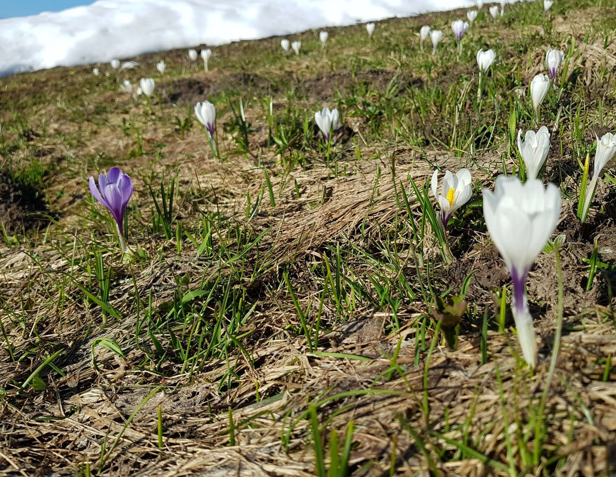 Image of dutch crocus, spring crocus