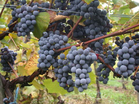 Image of wine grape