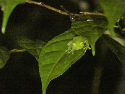 Sivun Hyalinobatrachium fleischmanni (Boettger 1893) kuva