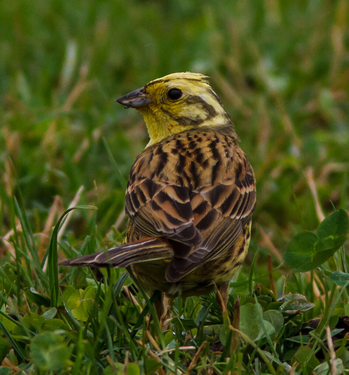 Image of Yellowhammer