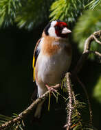 Image of European Goldfinch