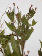 Слика од Epilobium ciliatum subsp. ciliatum