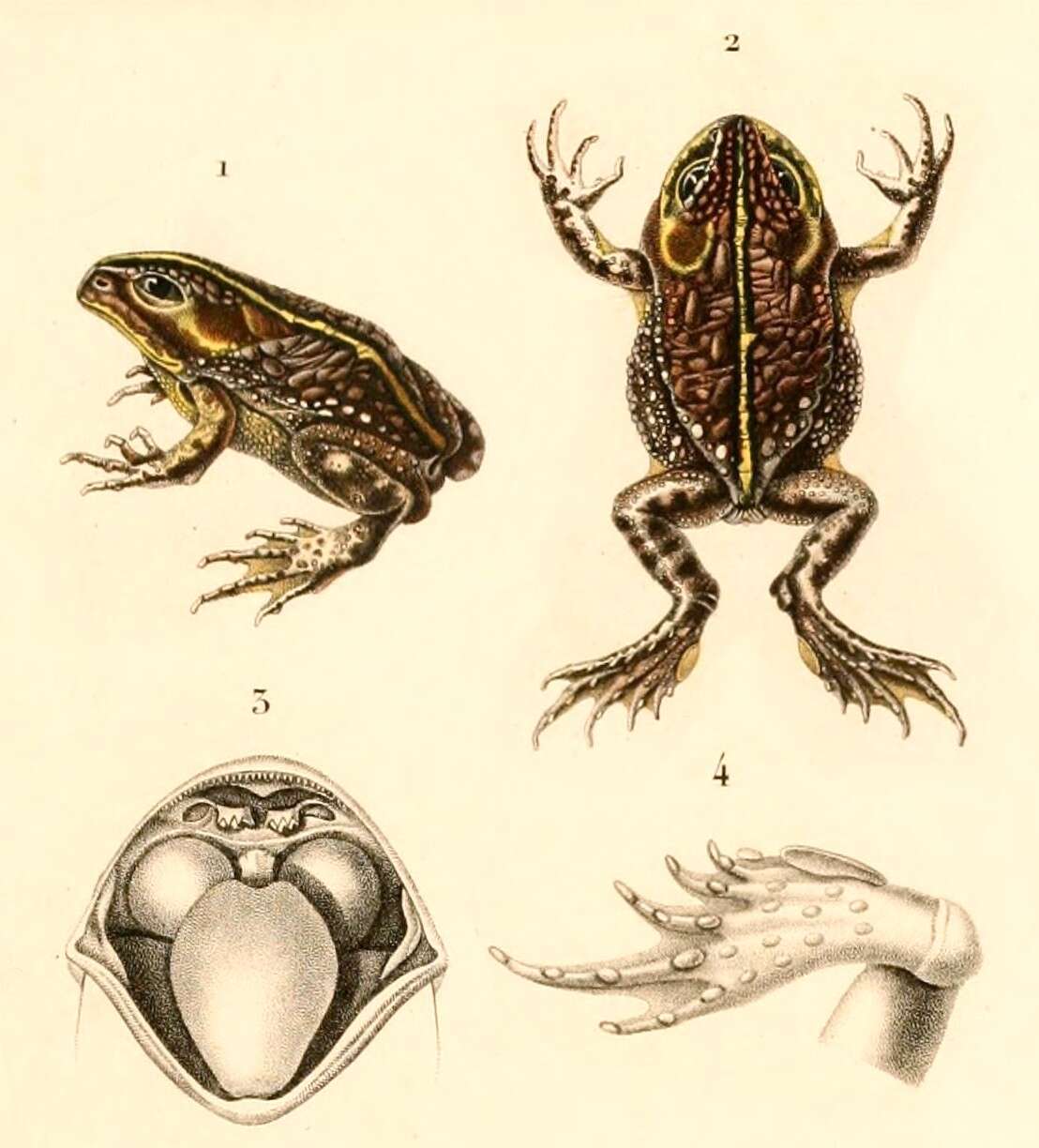 Imagem de Odontophrynus americanus (Duméril & Bibron 1841)