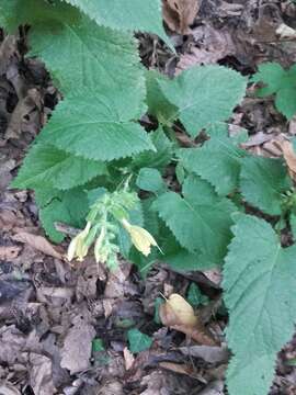 Imagem de Salvia glutinosa L.