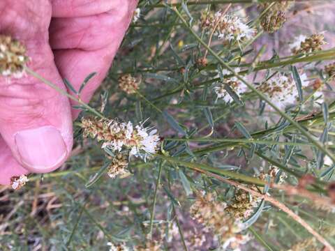 Слика од Dalea candida var. oligophylla (Torr.) Shinners