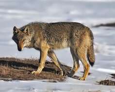 Image of Steppe Wolf