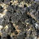 Image of thermutis lichen