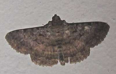 Image of Monkeypod moth