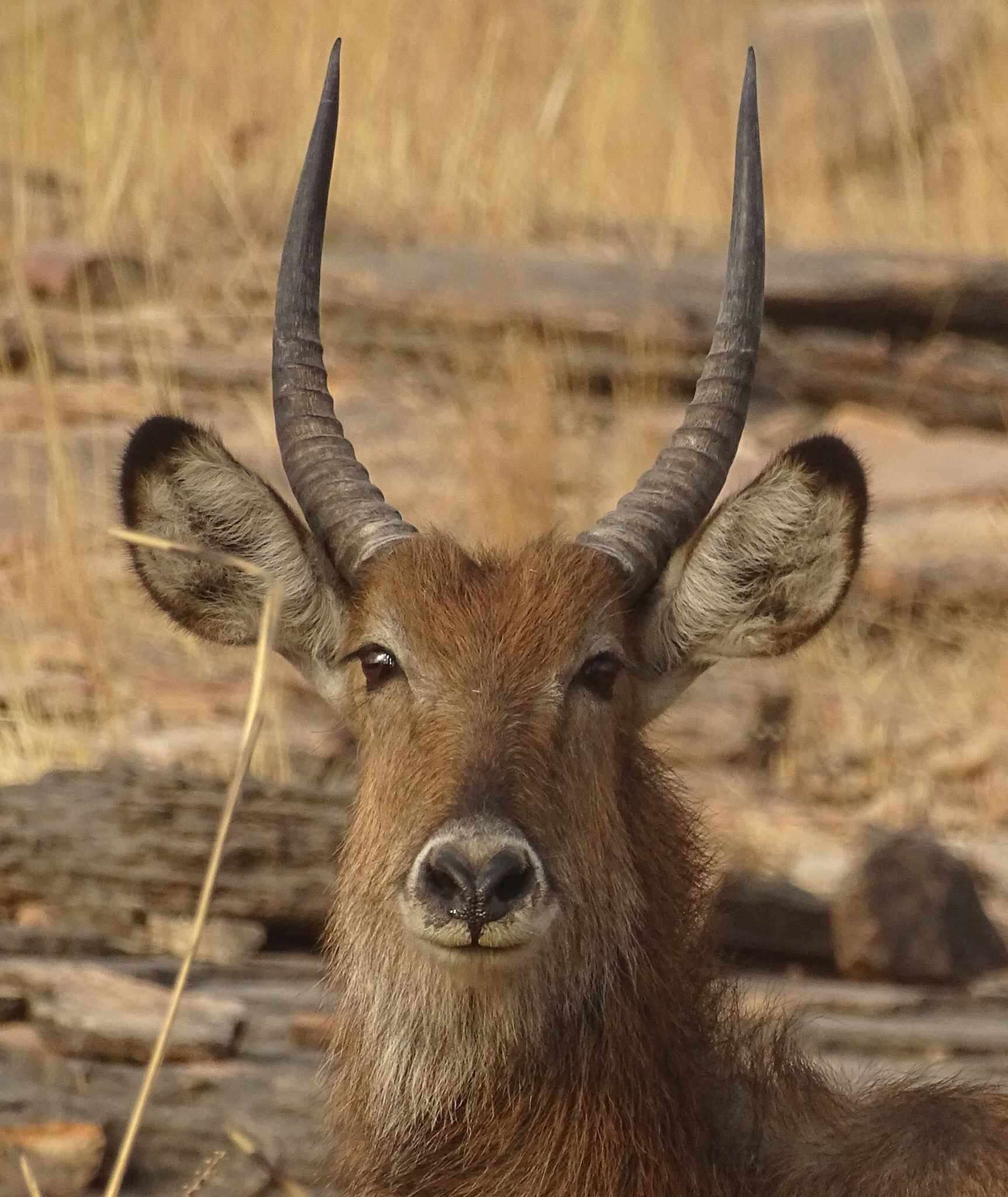 Image of Defassa Waterbuck