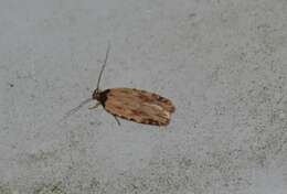 Image de Agonopterix atrodorsella Clemens 1863