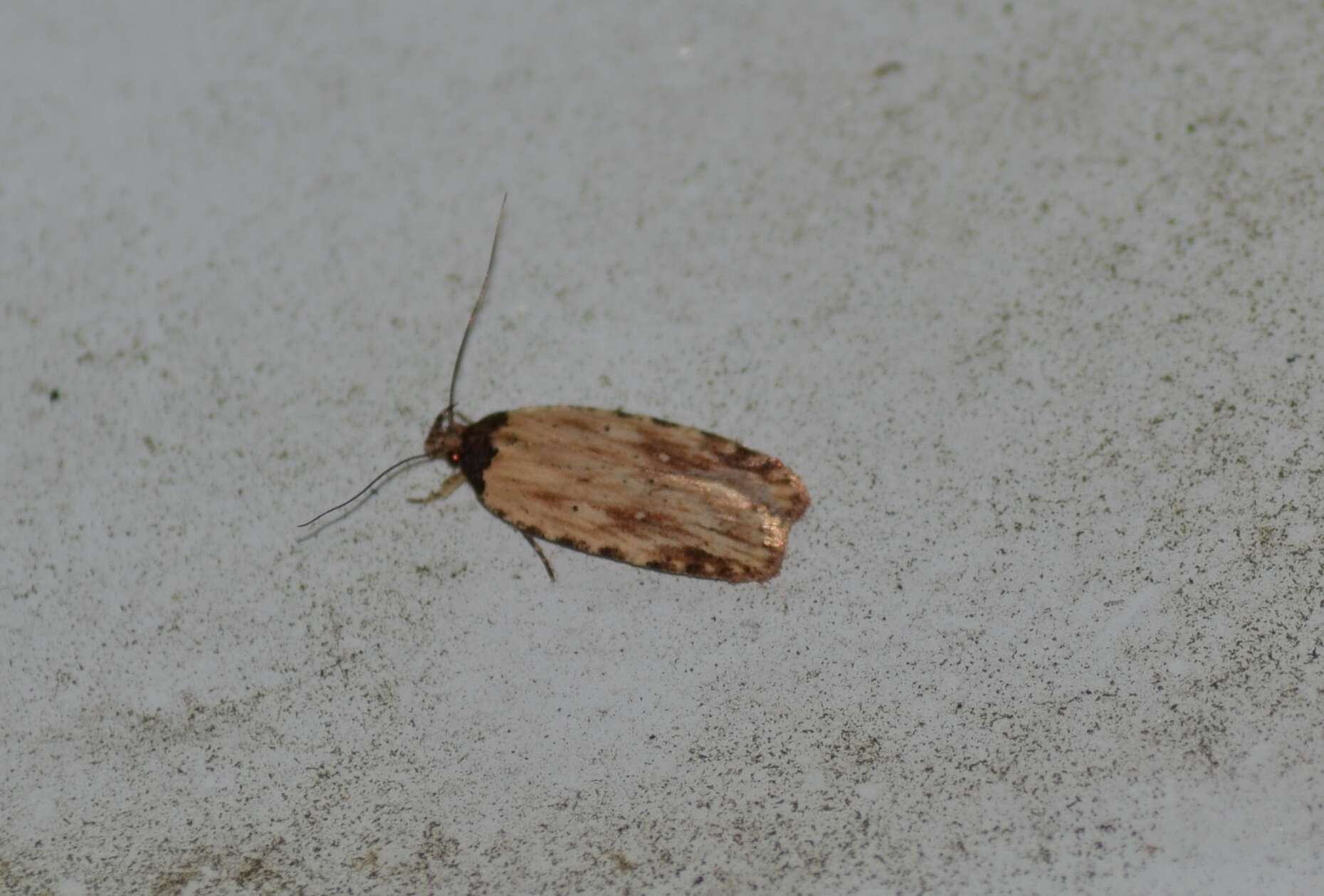 Image de Agonopterix atrodorsella Clemens 1863