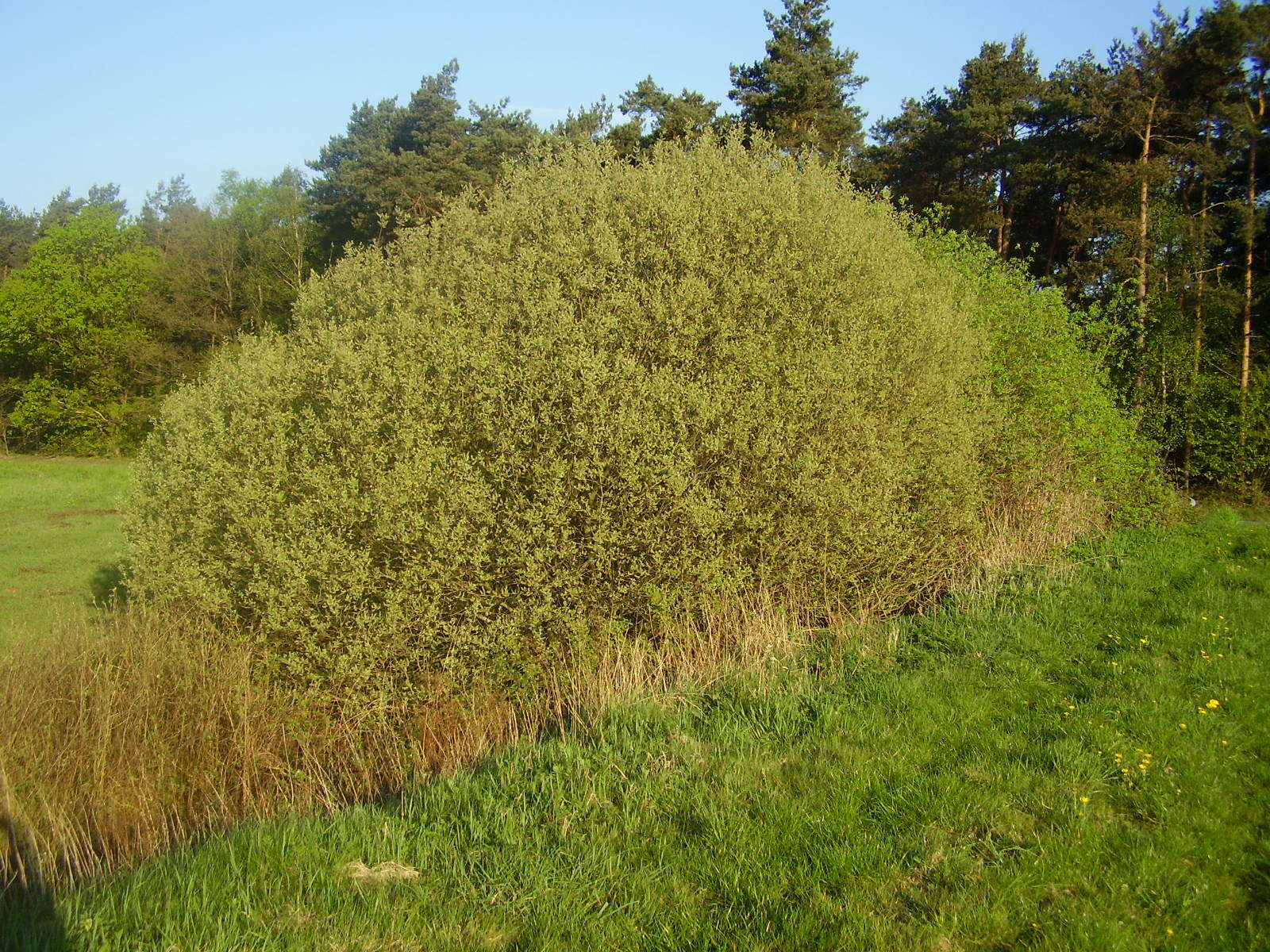 Image of Grey Willow