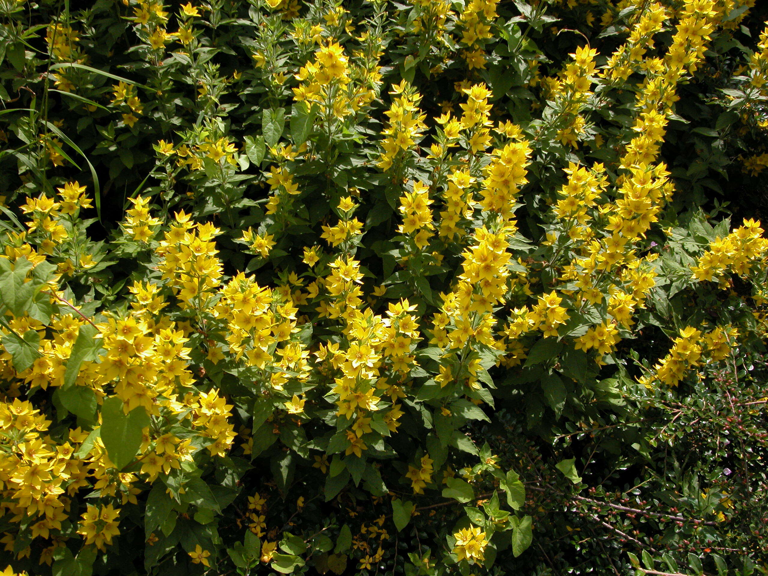 Image of Dotted Loosestrife