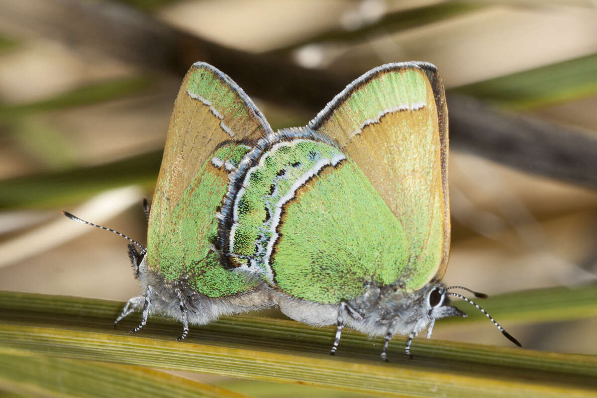 Plancia ëd Callophrys mcfarlandi