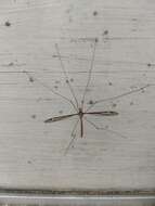 Image of Tipula (Yamatotipula) caloptera Loew 1863