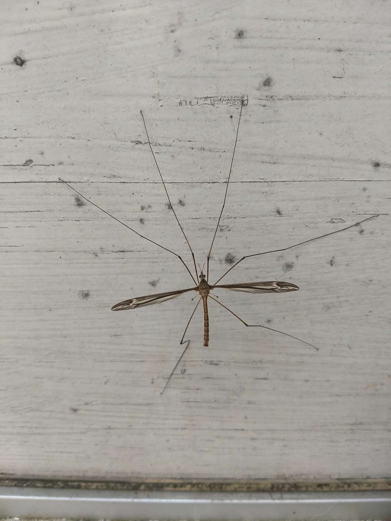 Image of Tipula (Yamatotipula) caloptera Loew 1863