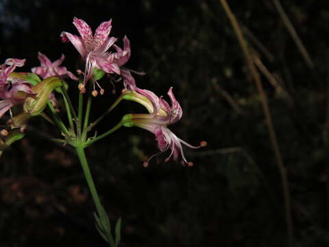 Image of Alstroemeria revoluta Ruiz & Pav.