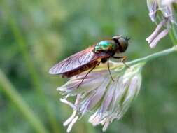 Sivun Chloromyia formosa (Scopoli 1763) kuva