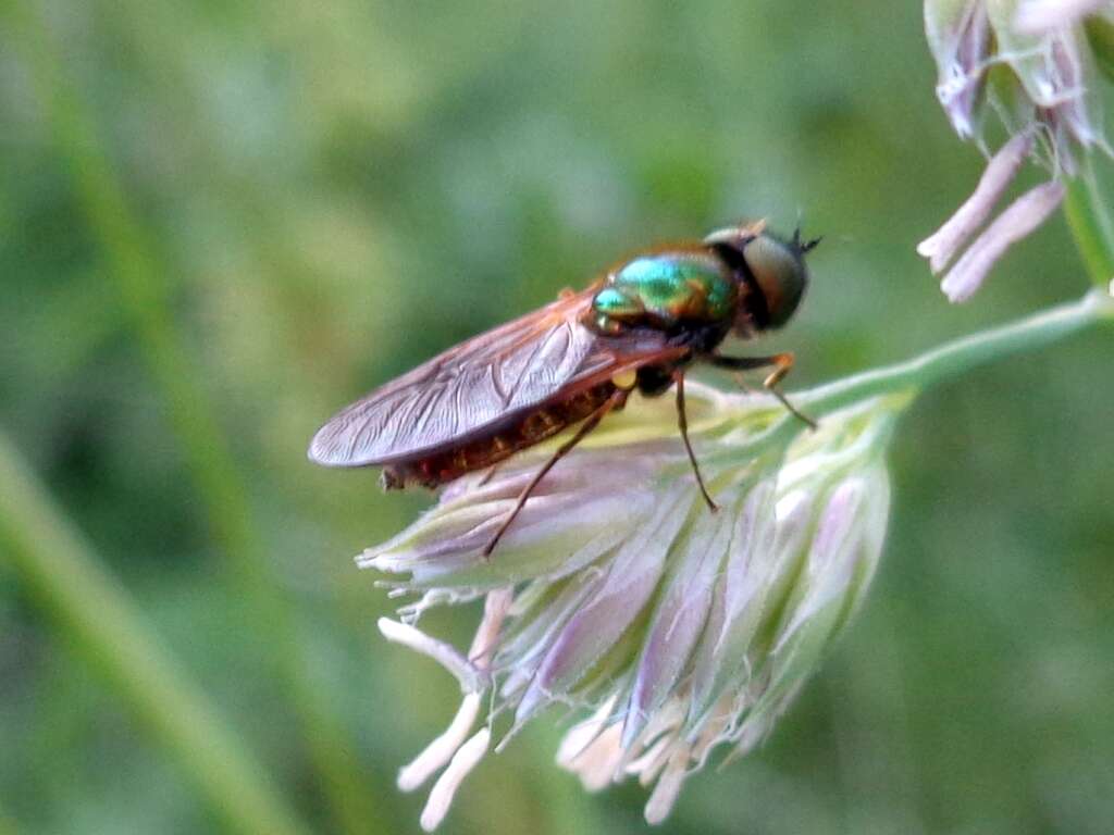 Sivun Chloromyia formosa (Scopoli 1763) kuva