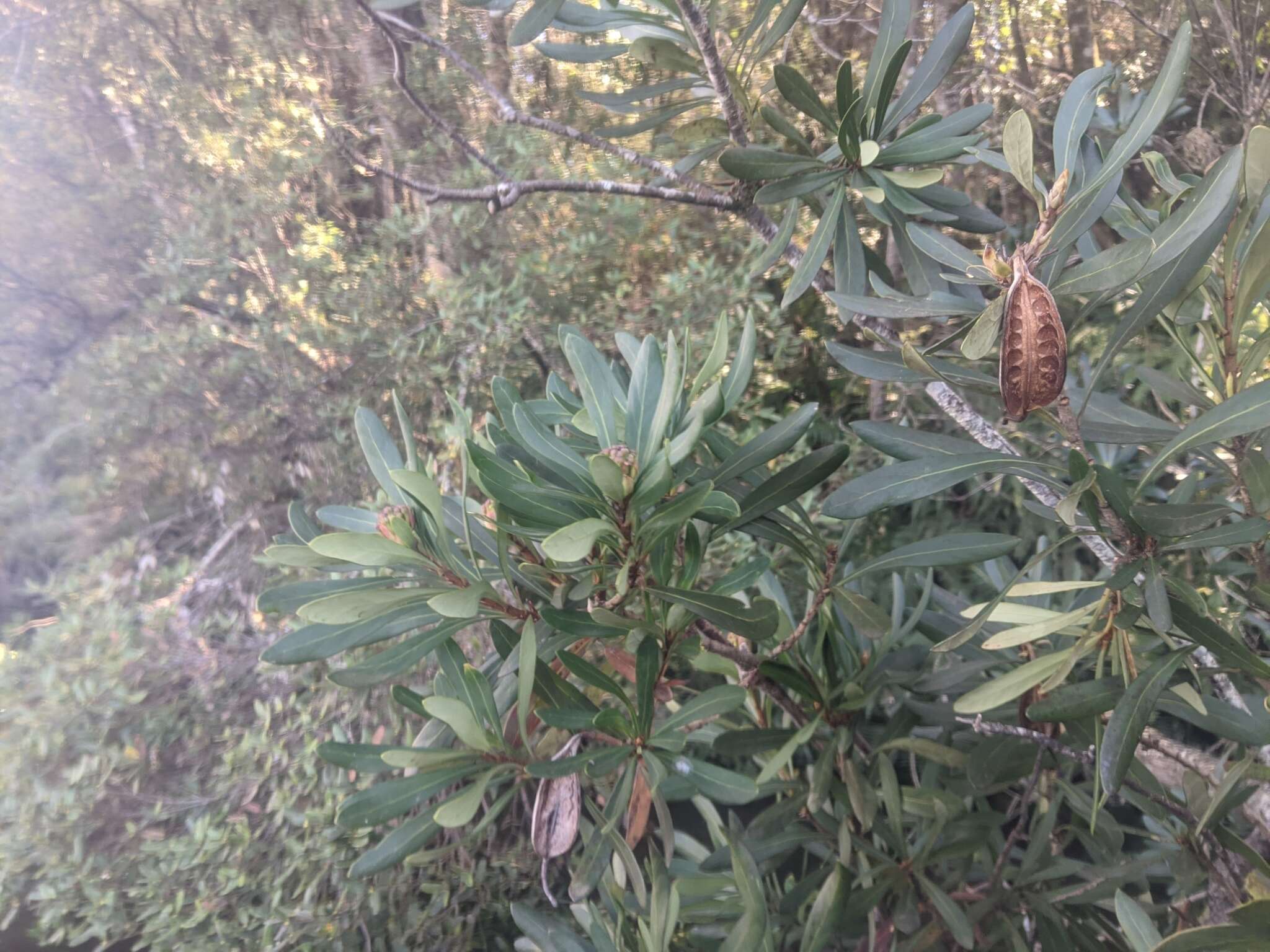 Image of Telopea truncata (Labill.) R. Br.