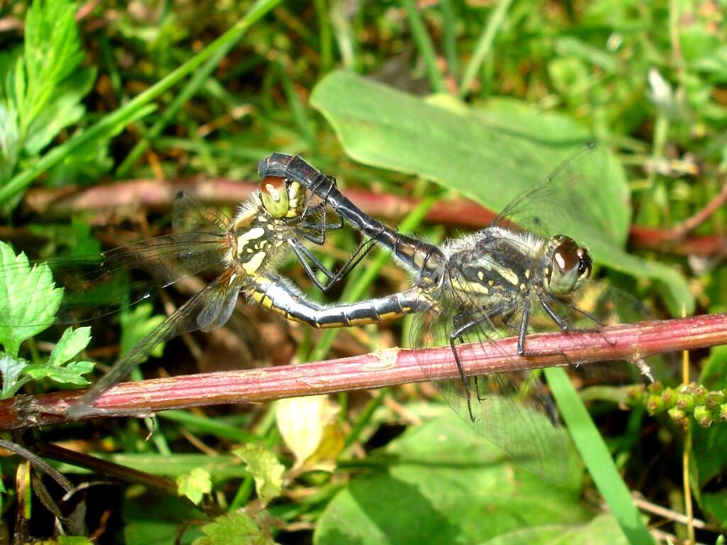 Image of black darter