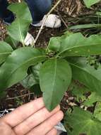 Image of Coprosma macrocarpa Cheeseman