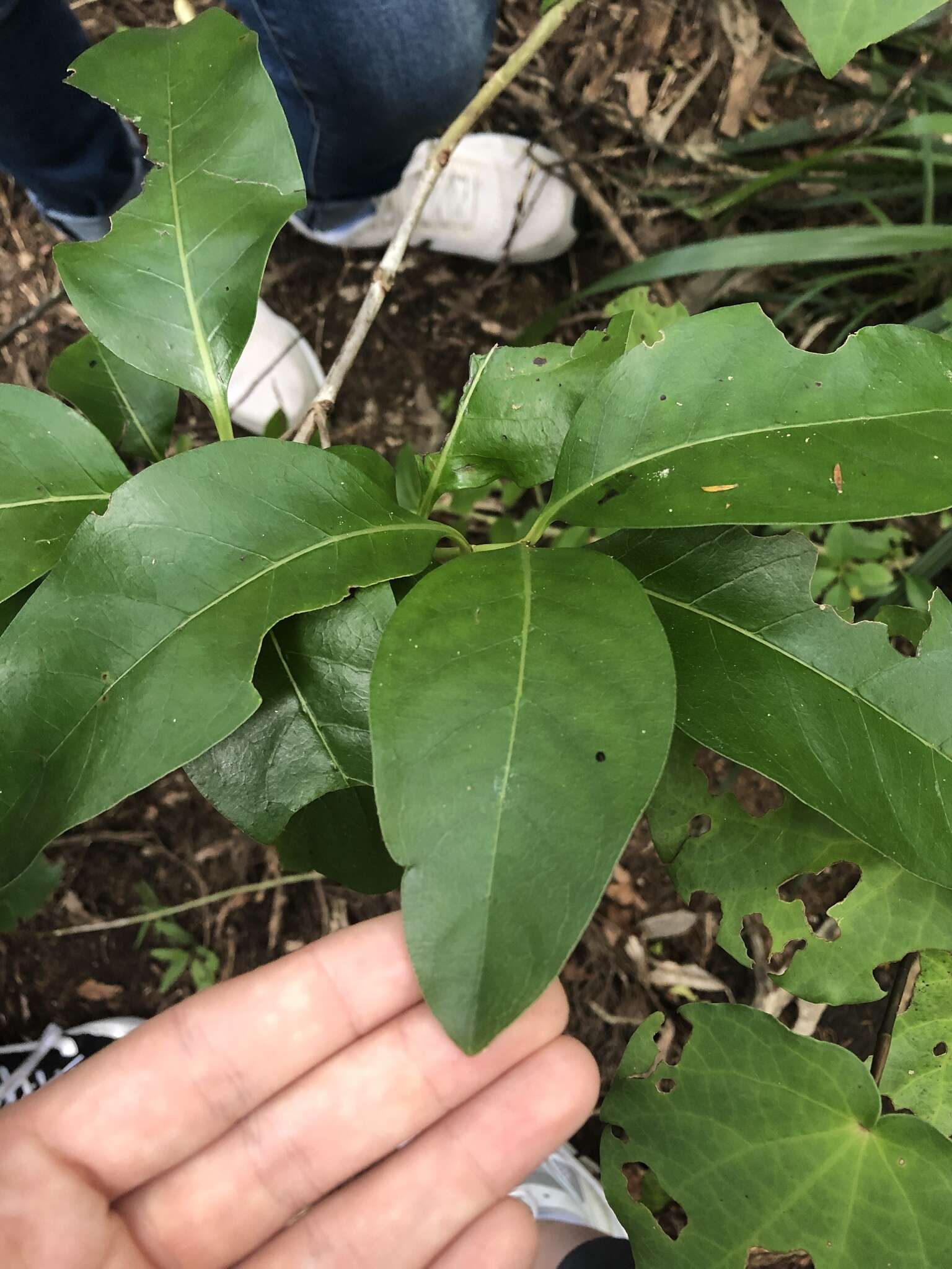 Image of Coprosma macrocarpa Cheeseman