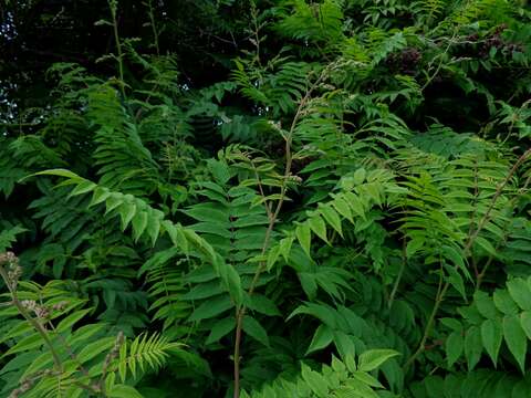 Image of false spiraea