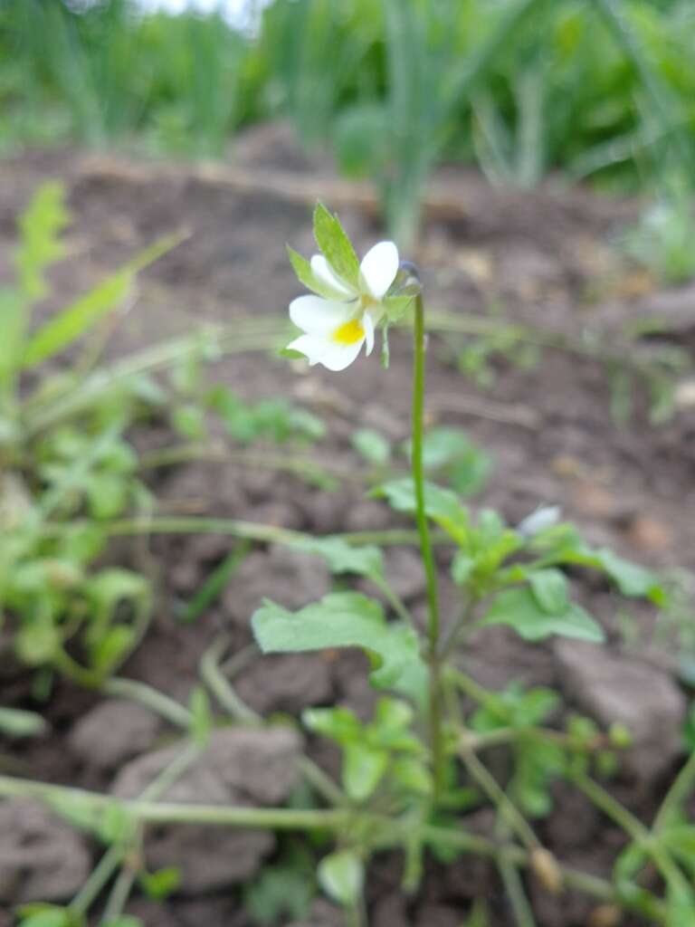 Слика од Viola arvensis Murray