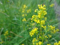 Image of Lady's Bedstraw